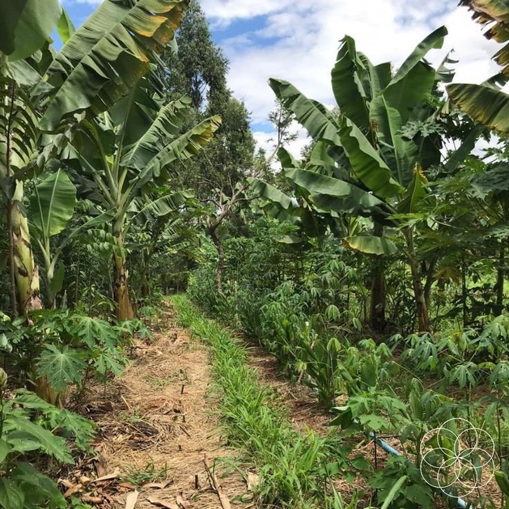Wild Food Forest